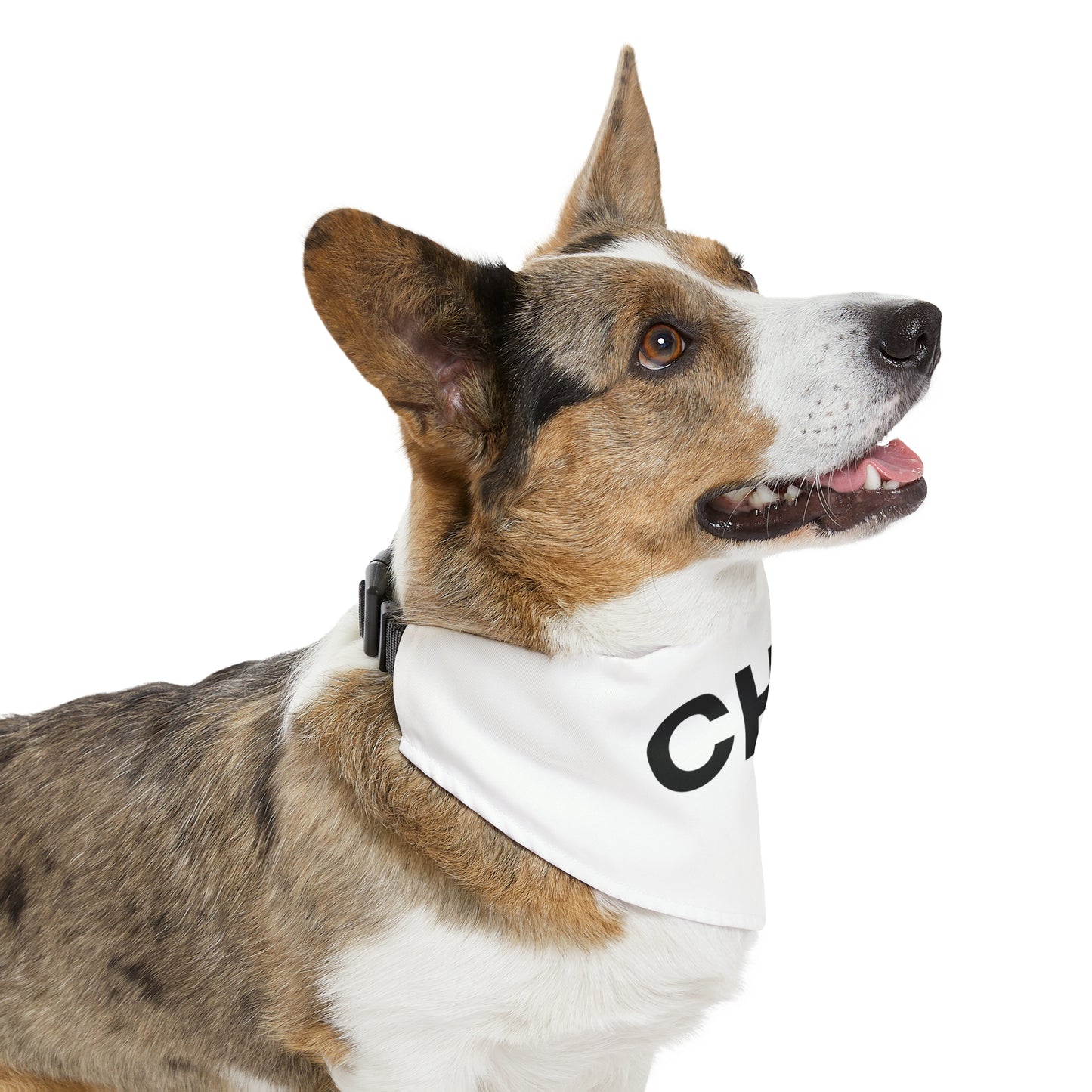 Pet Bandana Collar - Che! No hay plata